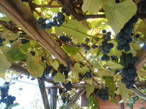 s_img_20160930_094941