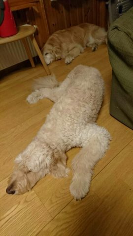 1475625675305-600x1066